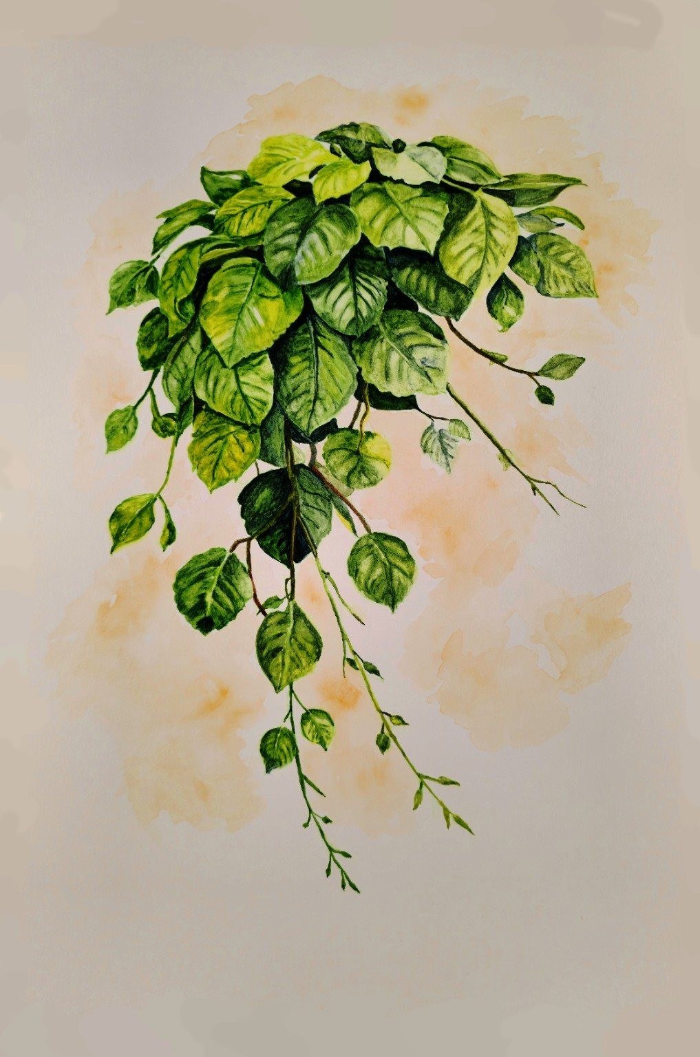 Cascade botanical watercolor study by Tonja Hicks