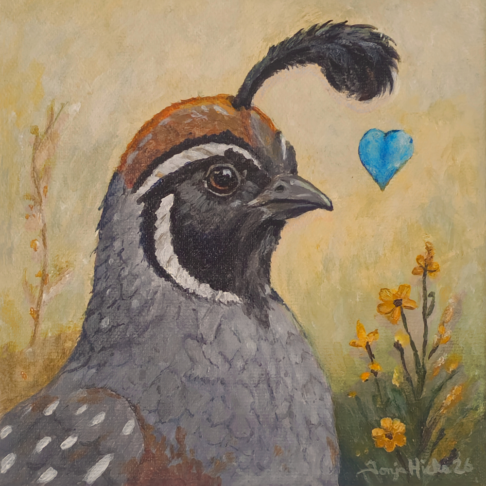 Curious Quail, an acrylic painting of a Gambel's quail by Tonja Hicks