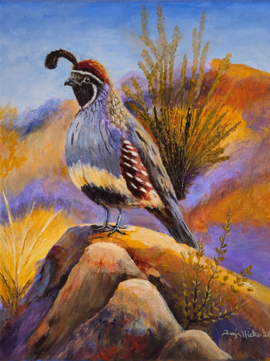 Morning Perch, an acrylic painting of a Gambel's quail by Tonja Hicks