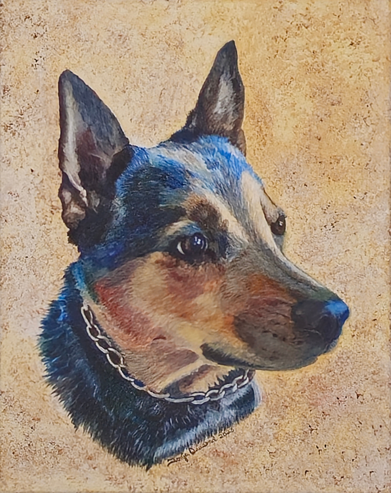 Pepper, an expressive Blue Heeler dog portrait by Tonja Hicks