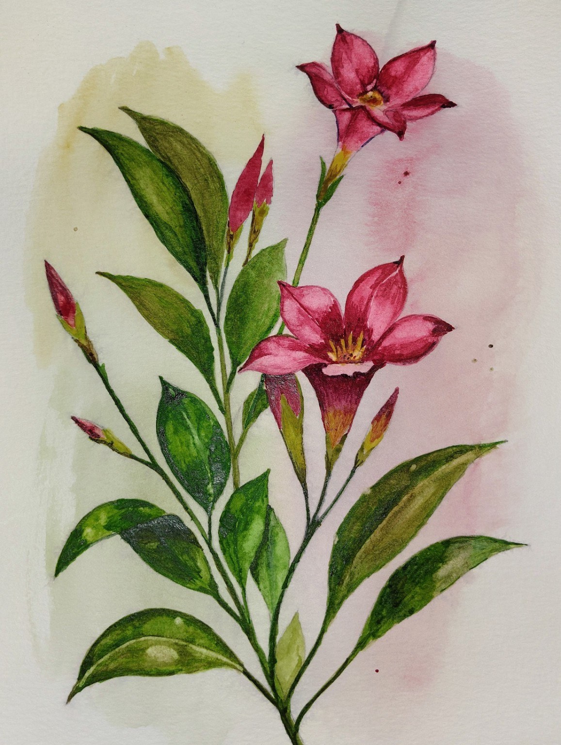 Sambac Jasmine botanical watercolor painting by Tonja Hicks